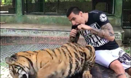 Aleksandar “Joker” Ilić mazi tigra na Thailandu! (VIDEO)