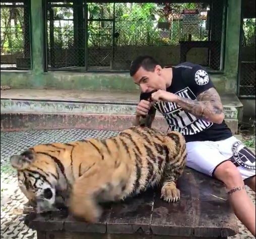 Aleksandar “Joker” Ilić mazi tigra na Thailandu! (VIDEO)