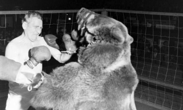 Pogledajte boks borbu između medveda i čoveka! (VIDEO)